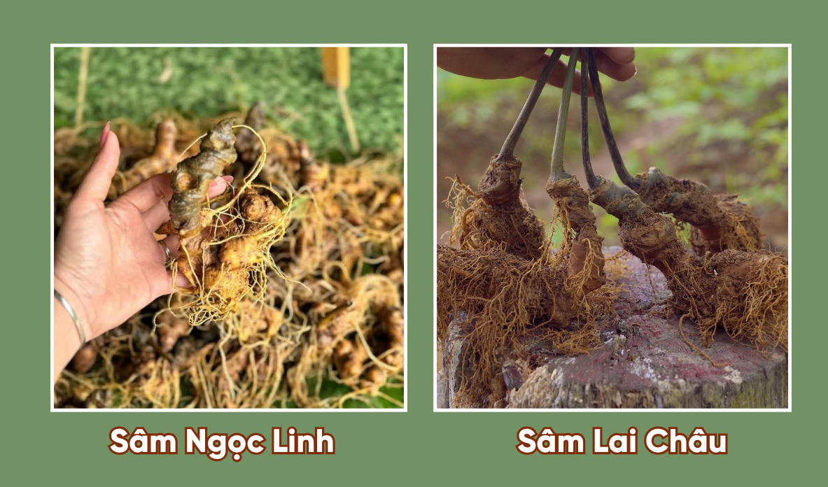 Sâm Ngọc Linh và sâm Lai Châu sâm nào tốt hơn? 